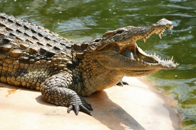 crocodile