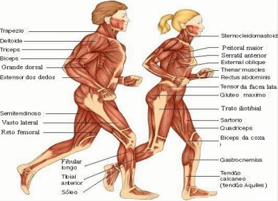 musculos