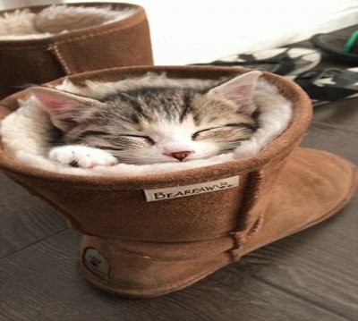 Un  Gatito Toma Su Siesta Dentro De Una Bota