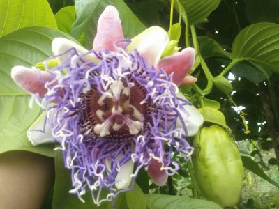 Flor y fruto de badea