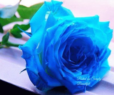 (28) Rosa Azul