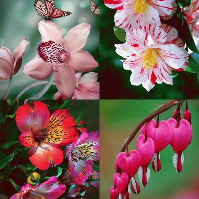 (37) Flores
