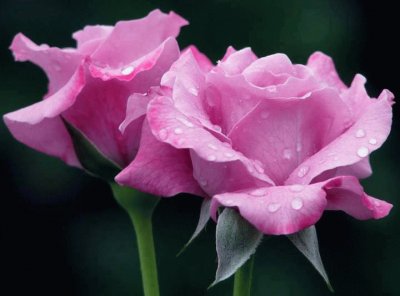 (39) Rosas