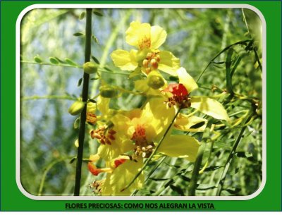 FLORES PRECIOSAS: COMO NOS ALEGRAN LA VISTA
