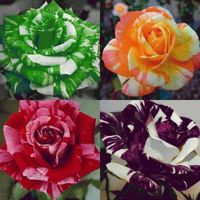 (50) Rosas