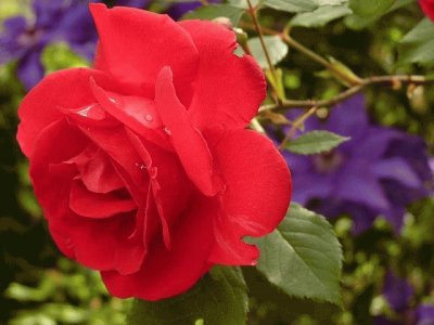 (52) Rosa