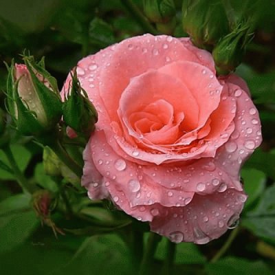 (53) Rosa