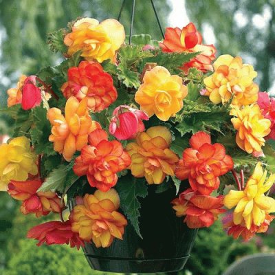 (55)Vaso de Flores