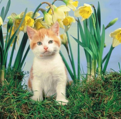 (56) Gatinho