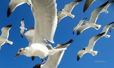 פאזל של Gaviota Reidora. Residente Permanente