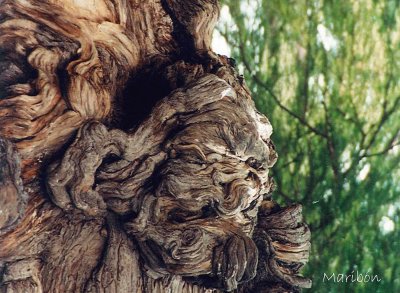 Nudos Ã¡rbol del Tule Oaxaca