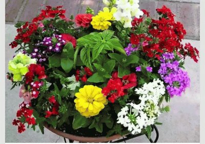 (71) Flores