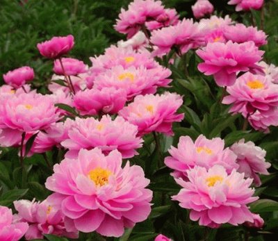 (75) Flores