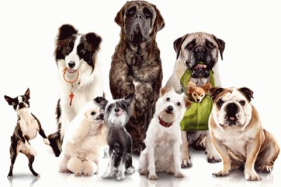 animais jigsaw puzzle