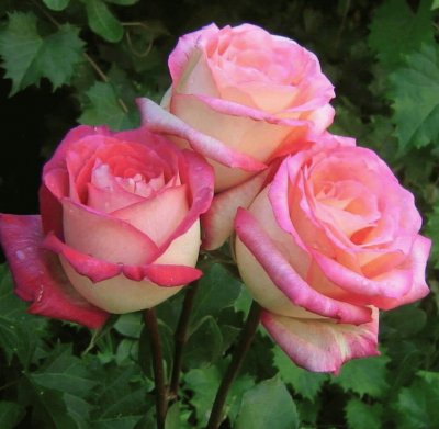 (82) Rosas