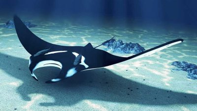 MANTARRAYA jigsaw puzzle