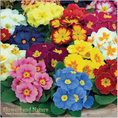 (83) Flores