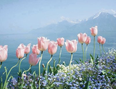 (85) Flores