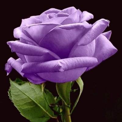 (92) Rosa