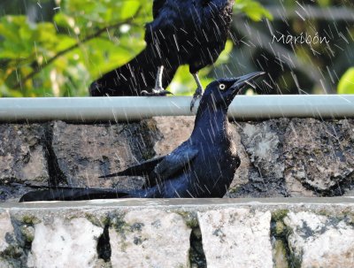 פאזל של Zanate en la lluvia. Valladolid, YucatÃ¡n