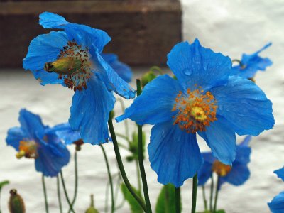 flowers to lochmond