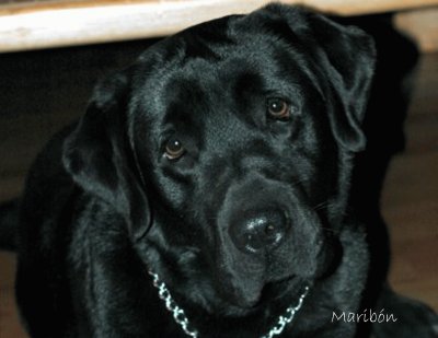 Labrador InglÃ©s Negro jigsaw puzzle