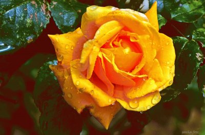 yellow rose in the rain
