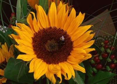 sunflower jigsaw puzzle