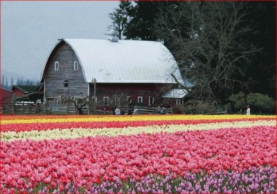 GRANJA DE FLORES