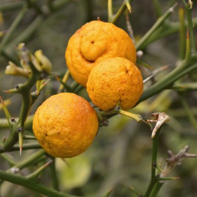 citrus