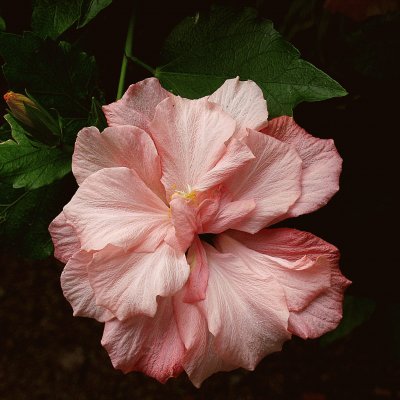 hibiskus jigsaw puzzle