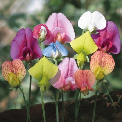 (101) Flores jigsaw puzzle