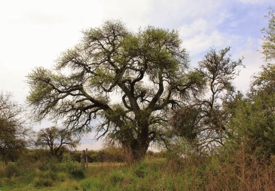 calden la pampa