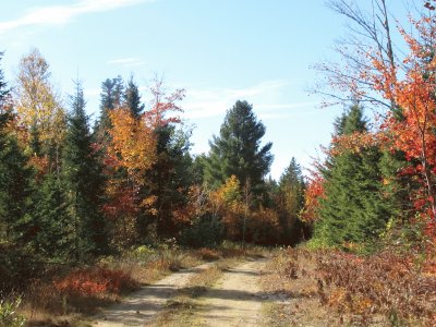 Fall colours on Old Mullin Stream Rd