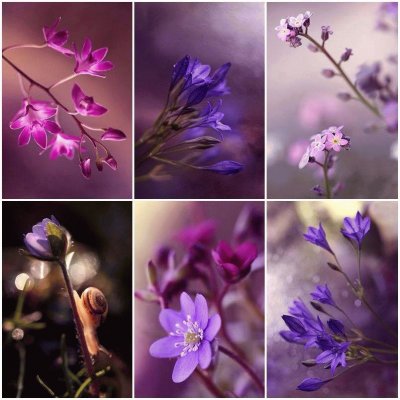(106) Flores