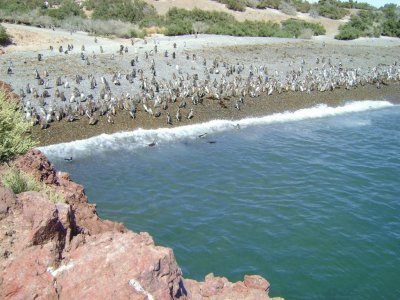 Punta Tombo. Chubut. Argentina