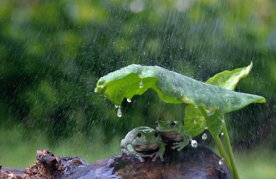 פאזל של Dos Ranas Se Protegen De La Lluvia