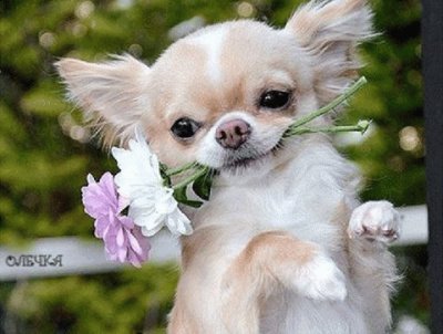 (112) Cachorro