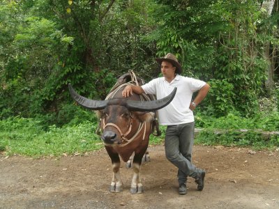 פאזל של Guajiro con bÃºfalo ViÃ±ales CUba