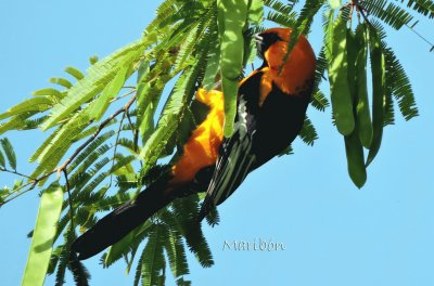 Calandria Dorso Negro Mayor. Residente YucatÃ¡n jigsaw puzzle