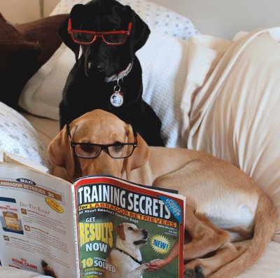 De Un Par De Perros Simulando Leer  Revistas