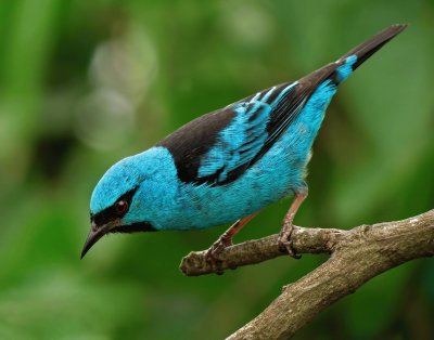 Sai Azul