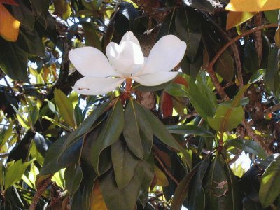 Magnolia. Aula Naturaleza Osorio. Gran Canaria