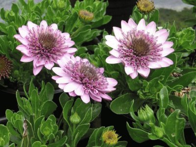 (115) Flores