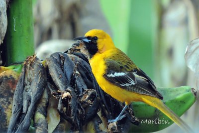 פאזל של Calandria Cola Amarilla.Residente Permanente