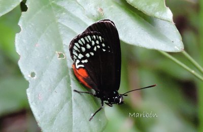 Mariposa. Ek Balam, YucatÃ¡n jigsaw puzzle