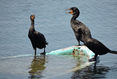 CormorÃ¡n. Residente permanente.