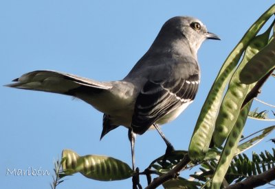 פאזל של Cenzontle Tropical. Residente permanente