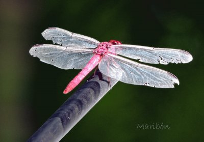 LibÃ©lula. Xpu Ha, Quintana Roo