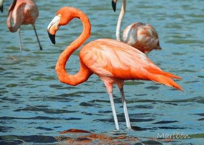 פאזל של Flamingo. Residente Permanente